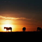 Horses At Sunset Poster