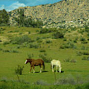 Horses On A Hillside Poster