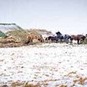 Horses Sheltering Poster