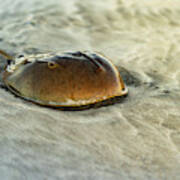 Horseshoe Crab On The Beach Poster