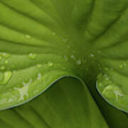 Hosta Poster