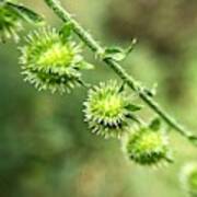 Houndstooth Burrs Closeup Poster