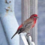 House Finch On The U.s.s. Wisconsin Poster