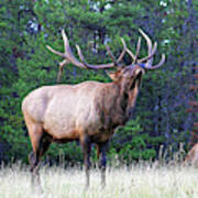 Huge Old Elk Bull In Rut Posture Ready And Willing To Fight To Protect His Herd From Male Intruders Poster