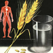 Human Body, Grain, And A Glass Of Water Poster