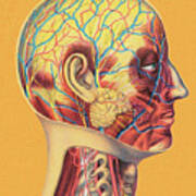 Human Head Anatomy Poster