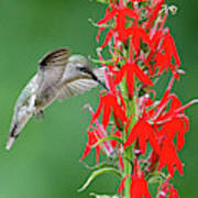 Hummer On Cardinal Flower Poster