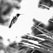 Humminbird In Black And White Poster