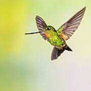 Hummingbird , Buff-winged Starfrontlet Poster