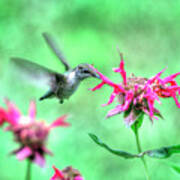 Hummingbird 2 Poster