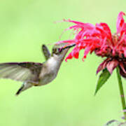 Hummingbird And Bee Balm 1 Poster