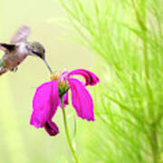 Hummingbird Feeding Poster