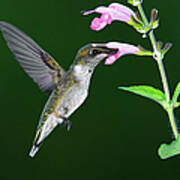 Hummingbird Feeding On Pink Salvia Poster