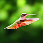 Hummingbird Flying Poster