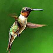 Hummingbird In Mid-air Poster