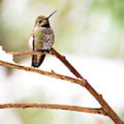 Hummingbird On Snowy Branch Poster