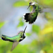 Hummingbirds Ensuing Battle Poster