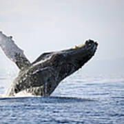 Humpback Whale Breaching Poster