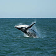 Humpback Whale Breaching Poster