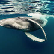 Humpback Whale Calf Near Surface Poster