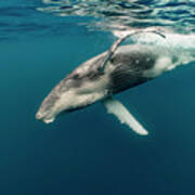 Humpback Whale Calf Poster