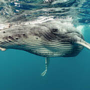 Humpback Whale Calf Up Close Poster