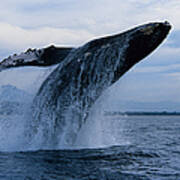 Humpback Whale, Megaptera Novaeangliae Poster