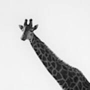 I Am A Giraffe Poster
