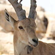 Ibex In Israeli Desert Poster