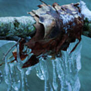 Ice Figures With Oak Leaves Over Creek Poster