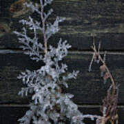 Iced Juniper In Front Of Rail Ties Poster