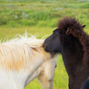 Iceland Ponies Poster