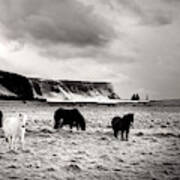 Icelandic Horses Poster