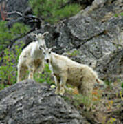 Idaho Mountain Goats Poster