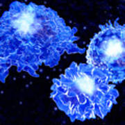 Immune System Cells Poster