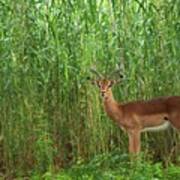 Impala {aepyceros Malampus}. Ndumo Game Poster