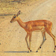 Impala Female Walking Poster