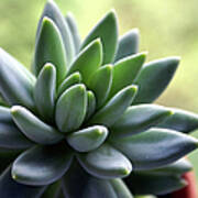 In Focus View Of Green Houseplant With Poster