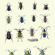 Insect Study #2 Poster