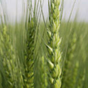 Intimate Bearded Wheat Poster