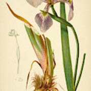 Iris Versicolor Blue Flag Poster