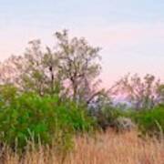 Ironwood Trees After Sundown Poster