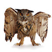 Irritable Owl Syndrome Poster