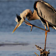 Itchy - Great Blue Heron Poster