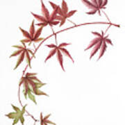 Japanese Maple Poster