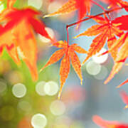 Japanese Maple Tree In Autumn Poster