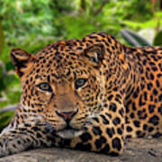 Javan Leopard In Rainforest Poster