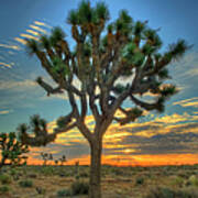 Joshua Tree At Sunrise Poster