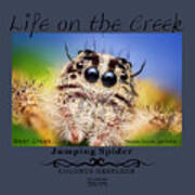 Jumping Spider Colonus Hesperus Poster