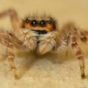 Jumping Spider Poster